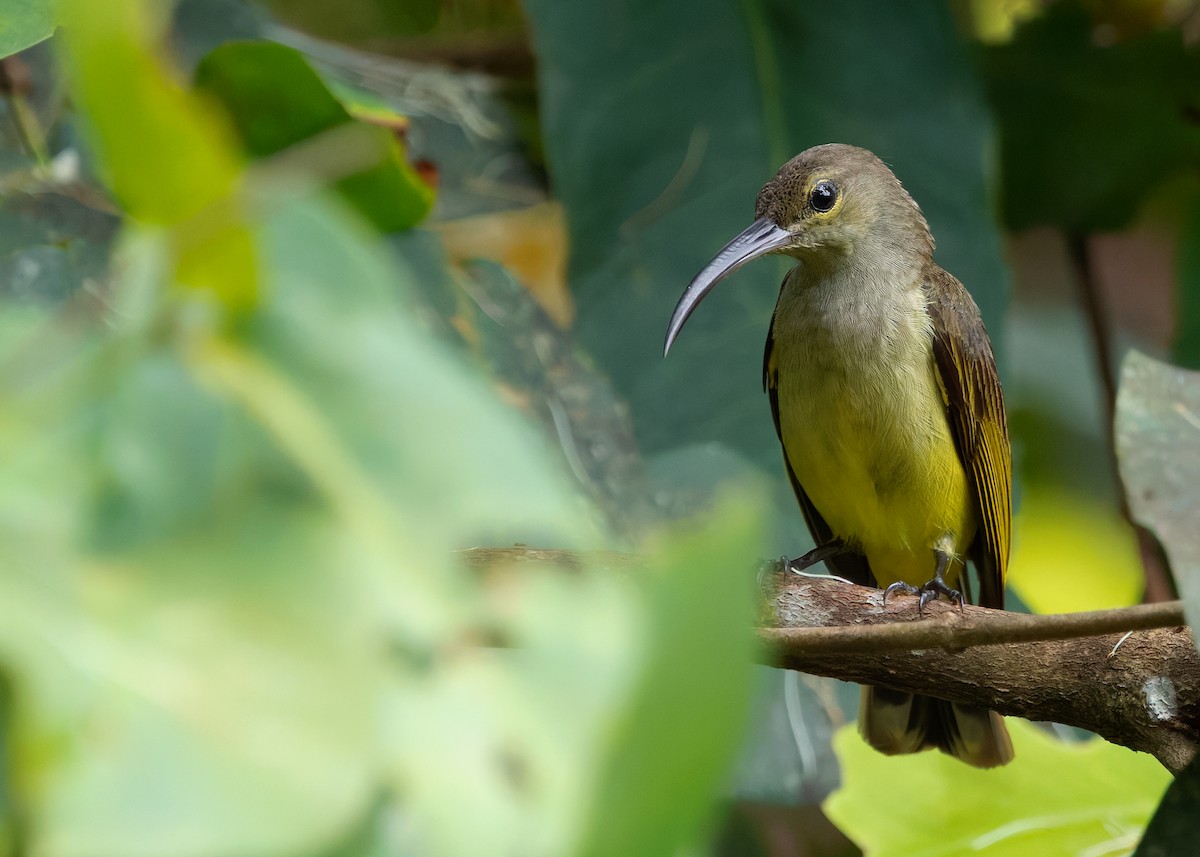 Thick-billed Spiderhunter - ML639904261