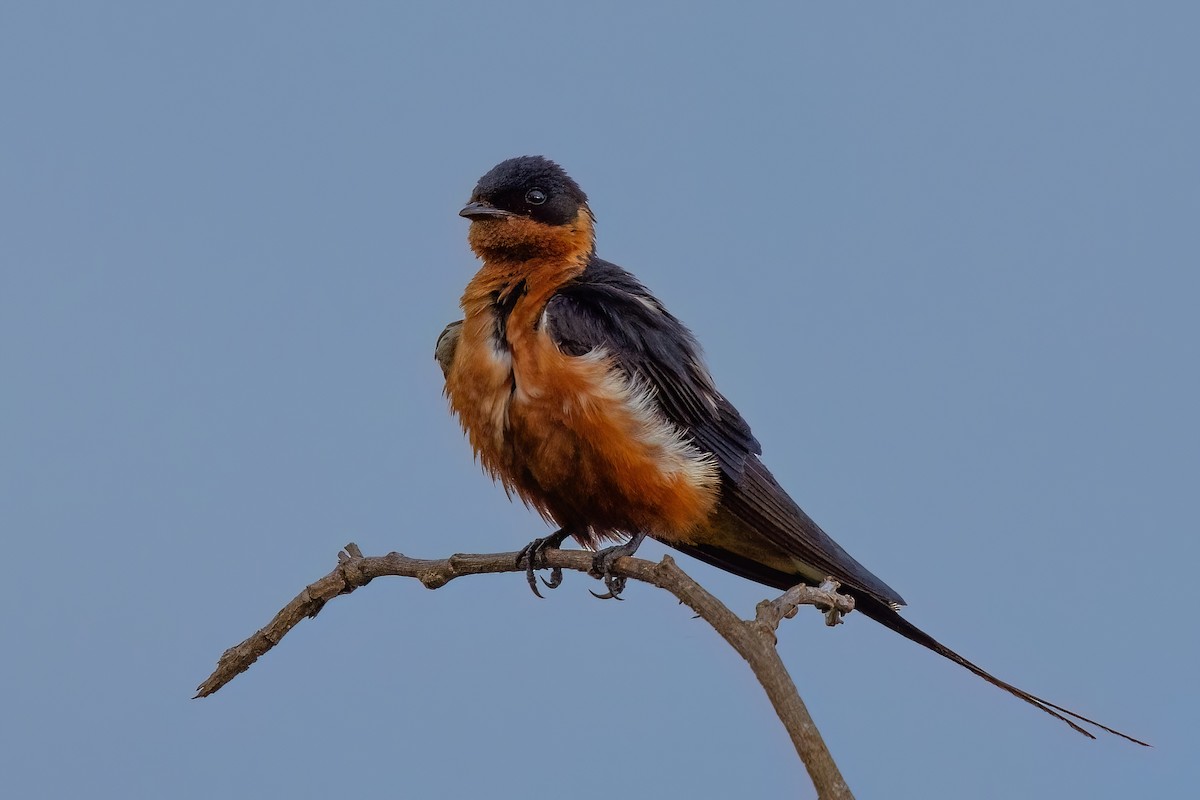 Rufous-chested Swallow - ML639904299