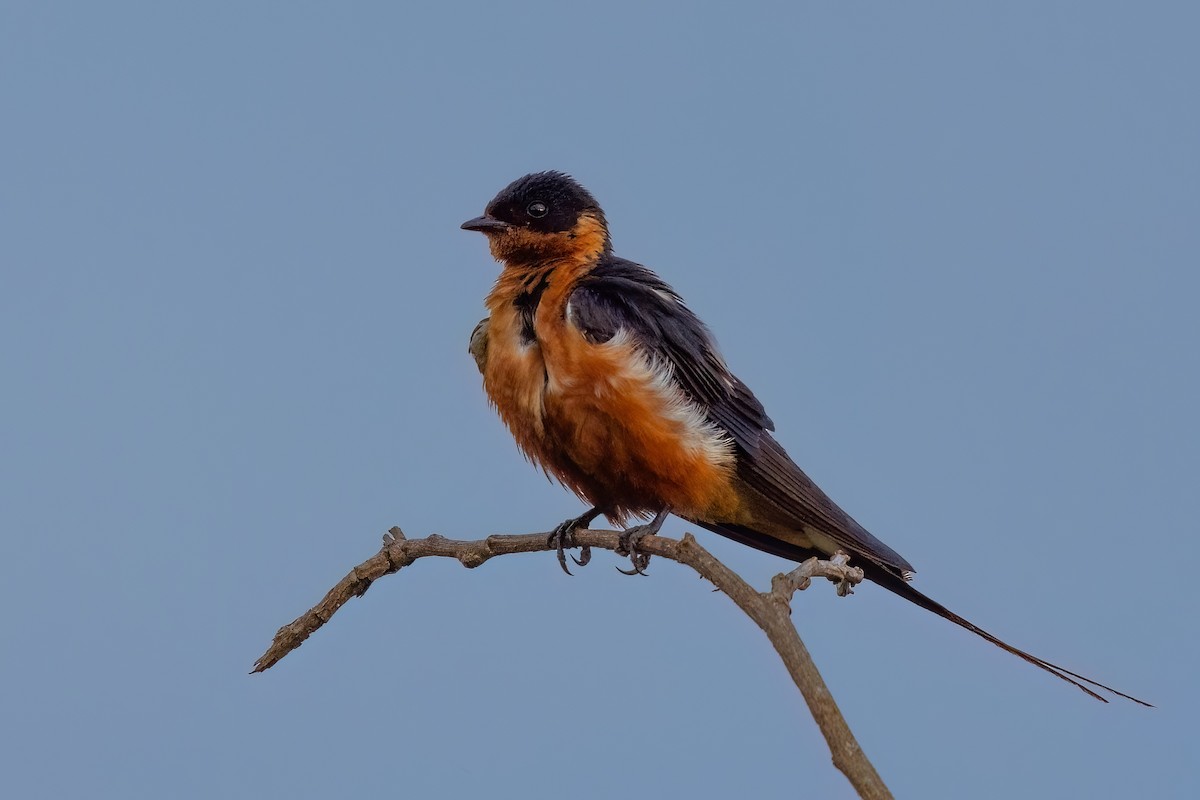 Rufous-chested Swallow - ML639904300