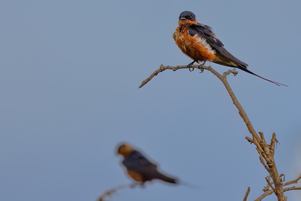 Rufous-chested Swallow - ML639904302