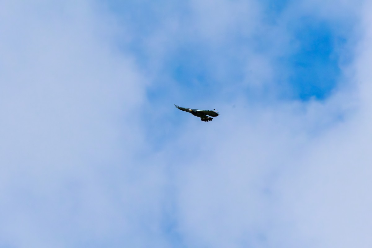 Barred Hawk - ML639904305