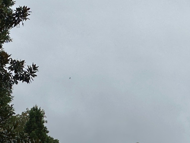 Mississippi Kite - ML639904357