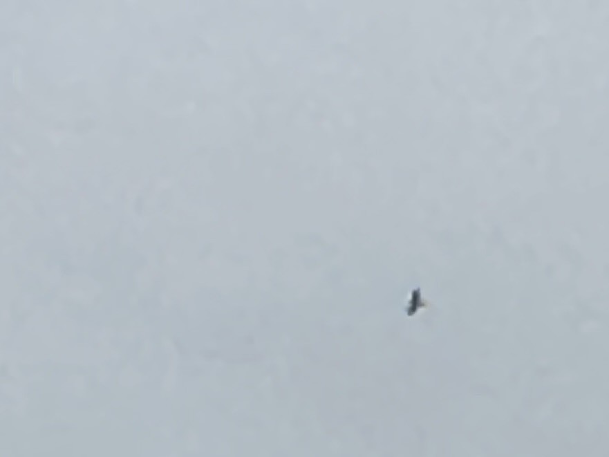 Mississippi Kite - ML639904369