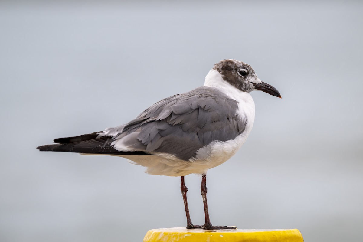 Laughing Gull - ML639904383