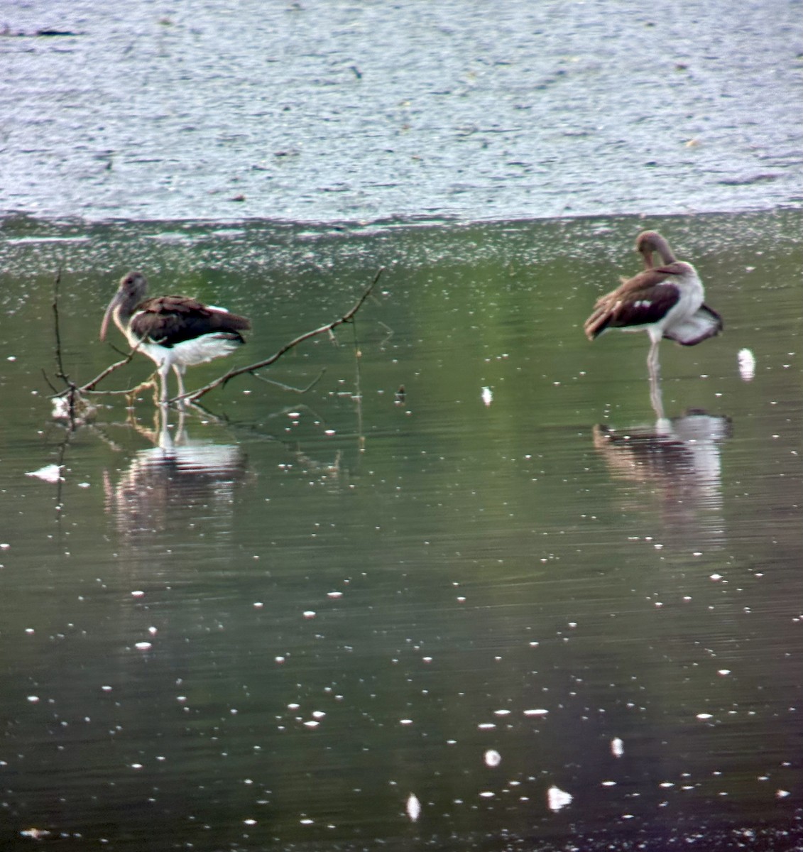 White Ibis - ML639904400