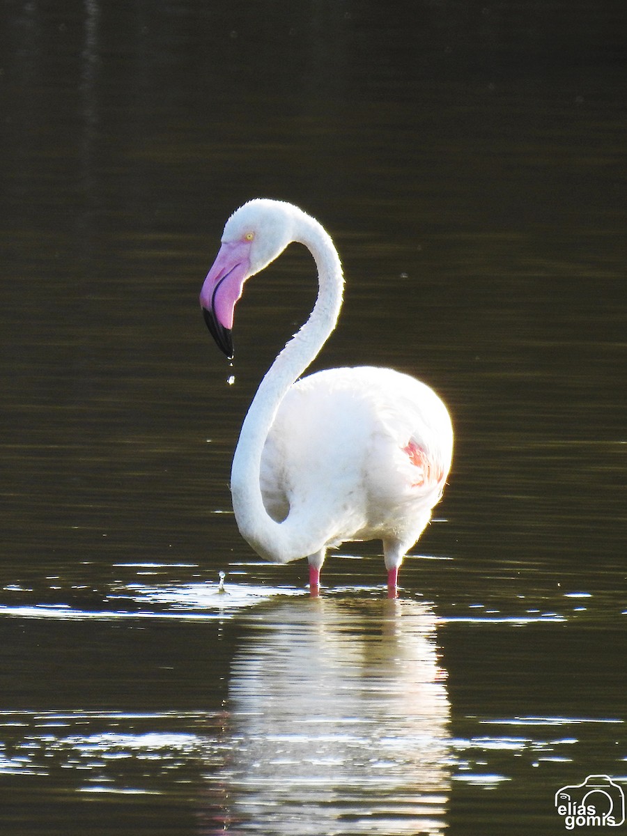 Greater Flamingo - ML639904416