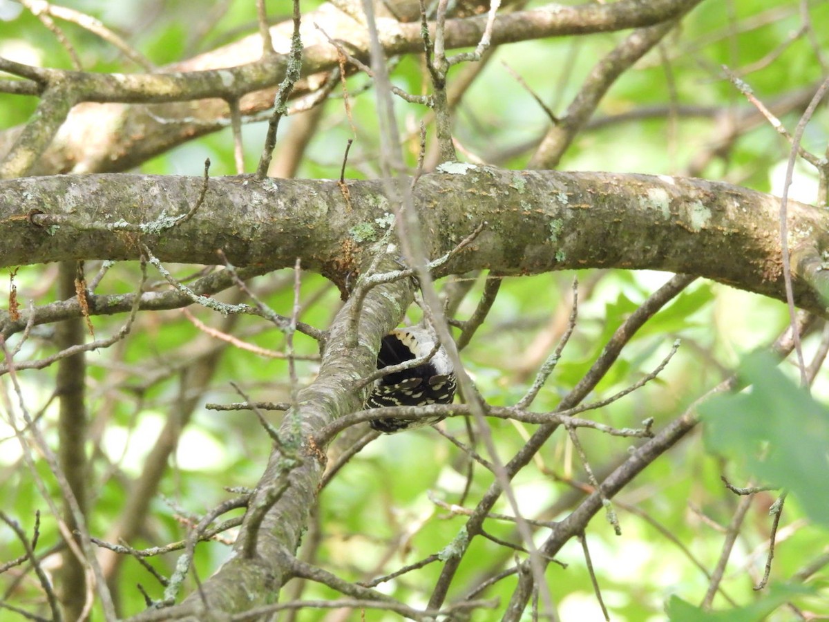 Downy Woodpecker - ML639904499