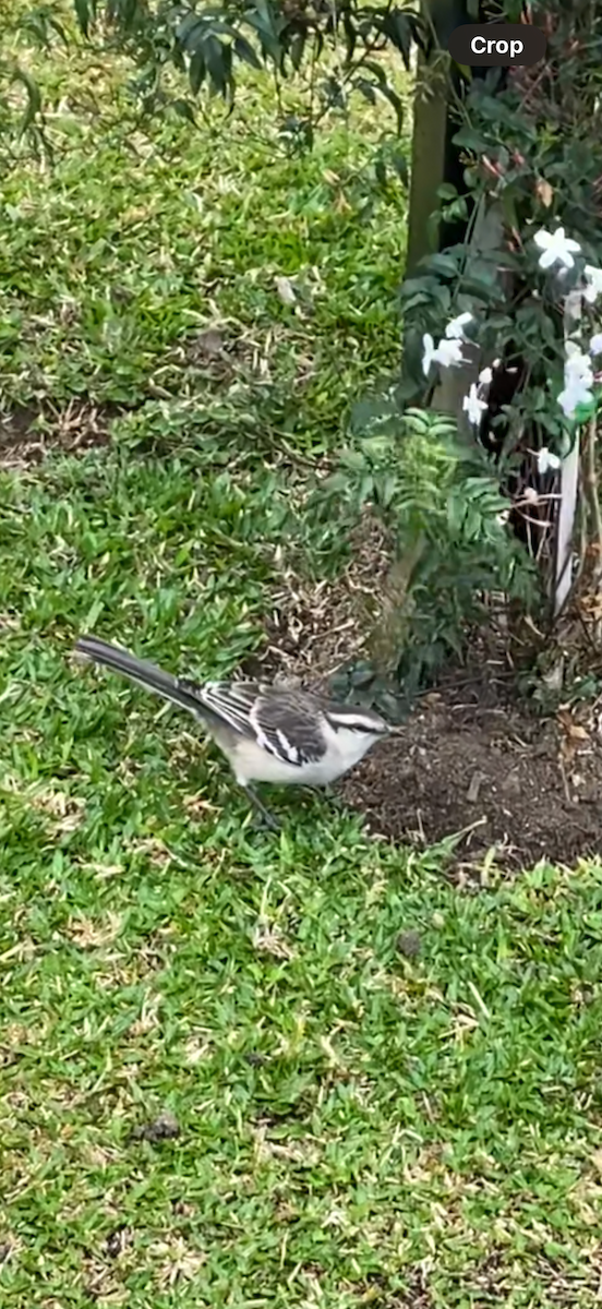 Chalk-browed Mockingbird - ML639904517