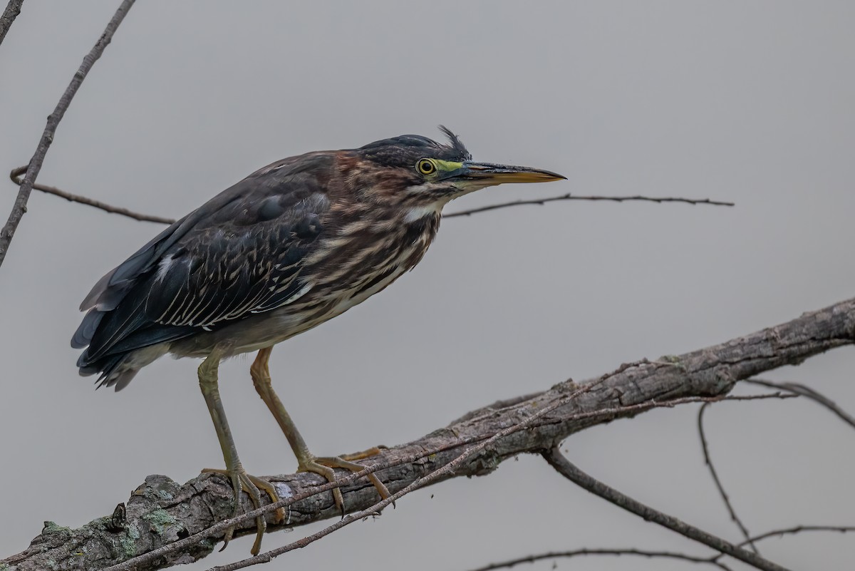 Green Heron - ML639904557