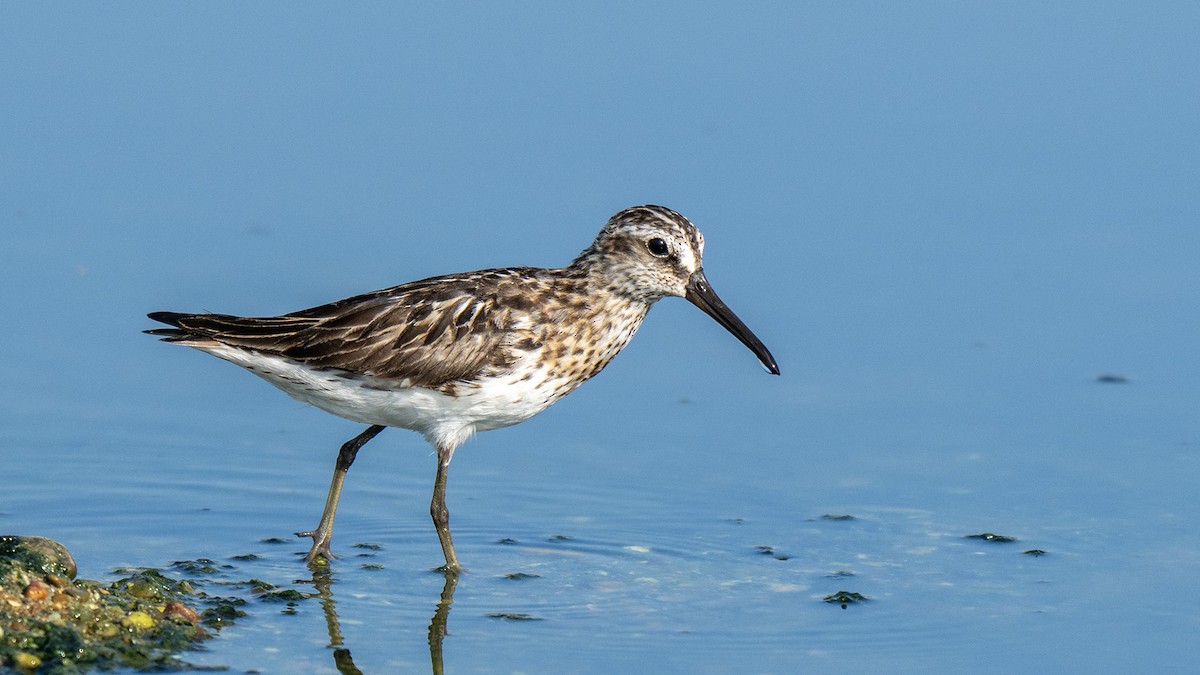 Broad-billed Sandpiper - ML639904563