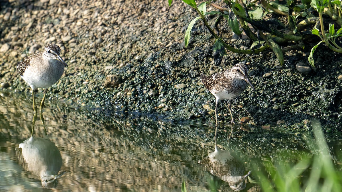 Broad-billed Sandpiper - ML639904564