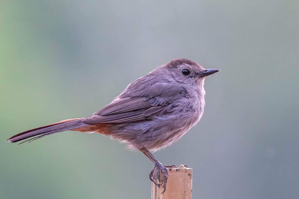 Gray Catbird - ML639904569
