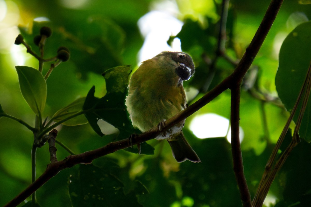 Common Chlorospingus - ML639904618