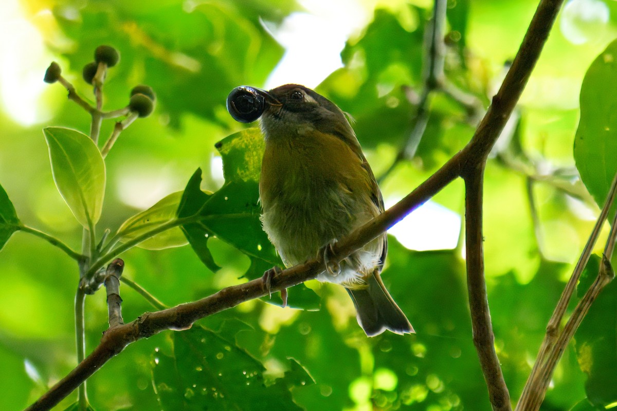 Common Chlorospingus - ML639904619
