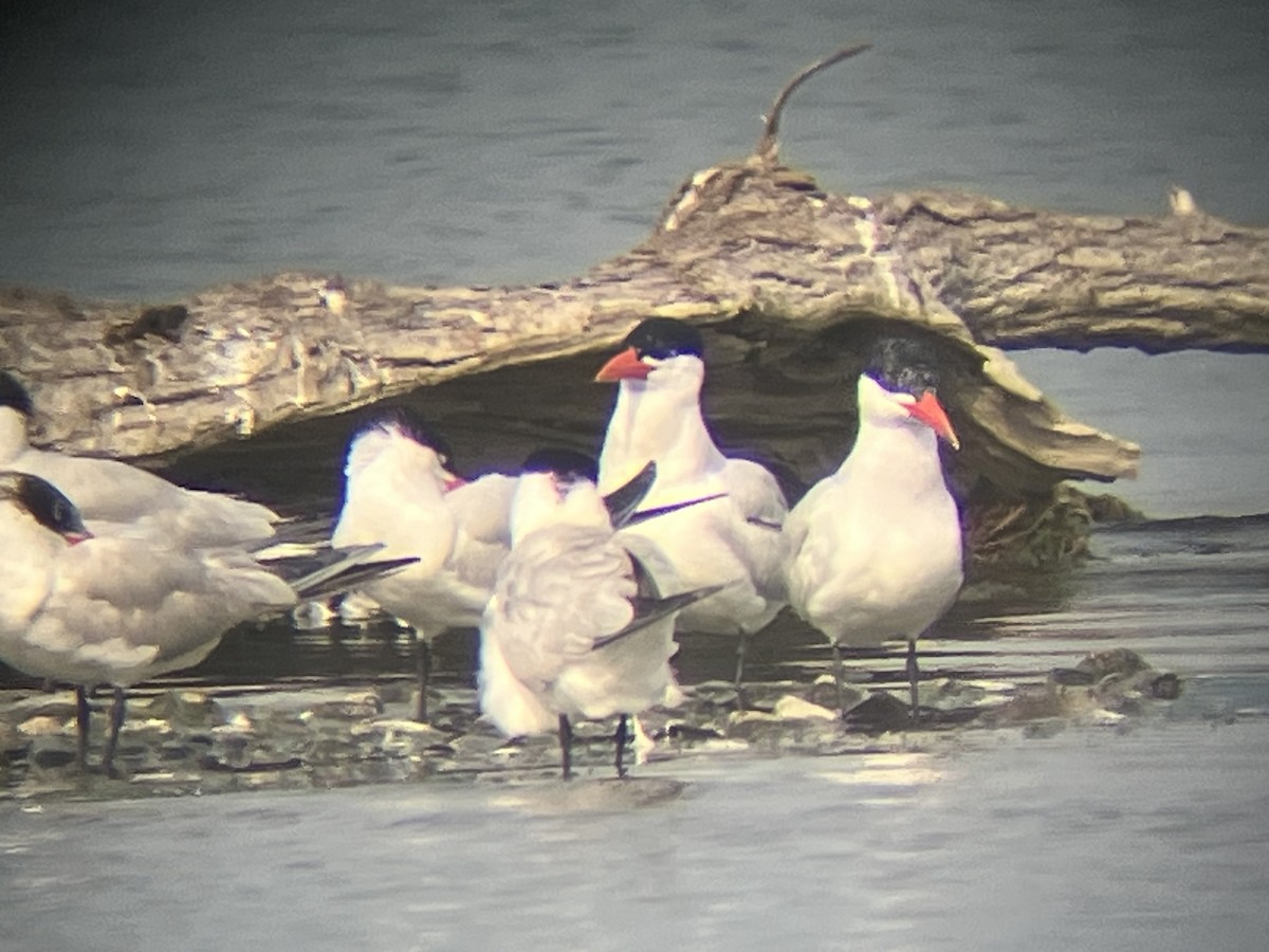 Caspian Tern - ML639904643