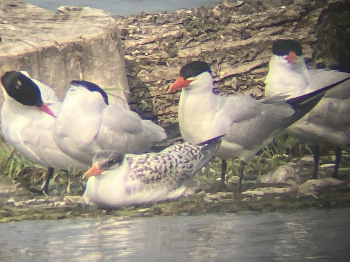 Caspian Tern - ML639904644