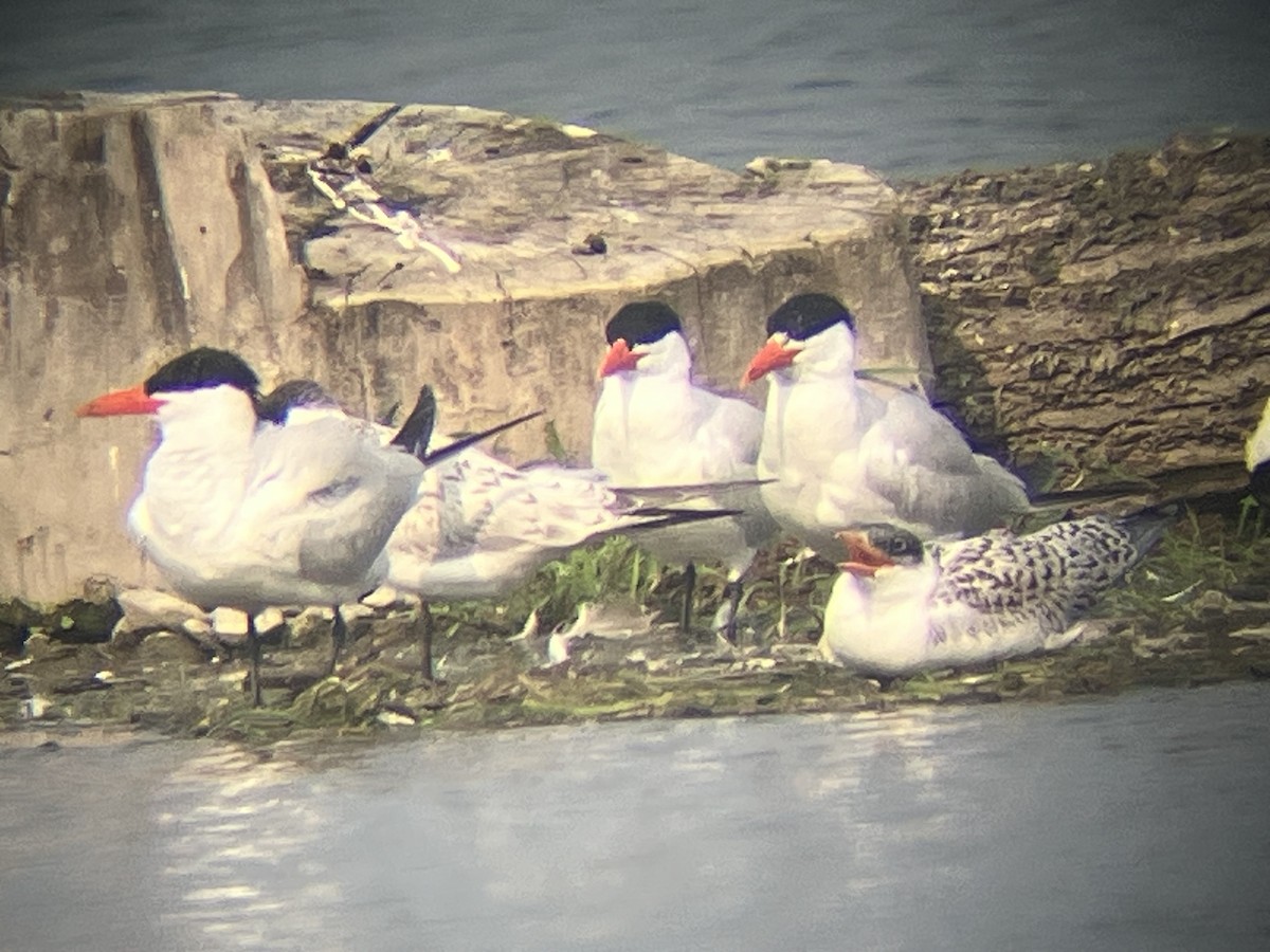 Caspian Tern - ML639904645