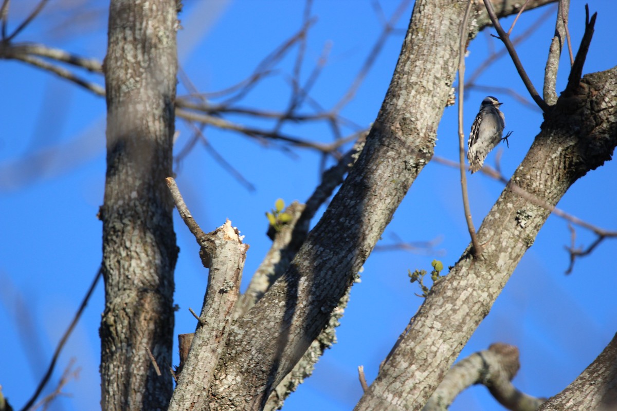 Downy Woodpecker - ML639904690