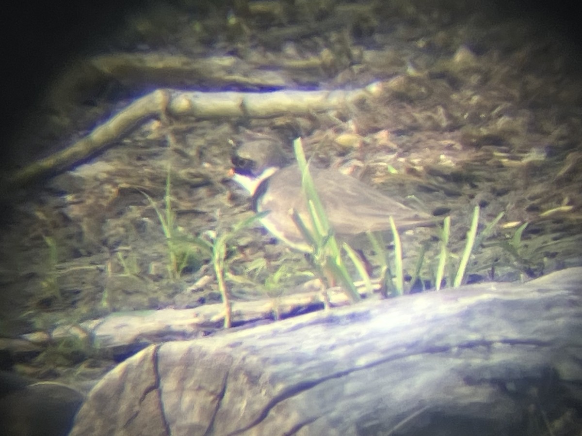 Semipalmated Plover - ML639904742