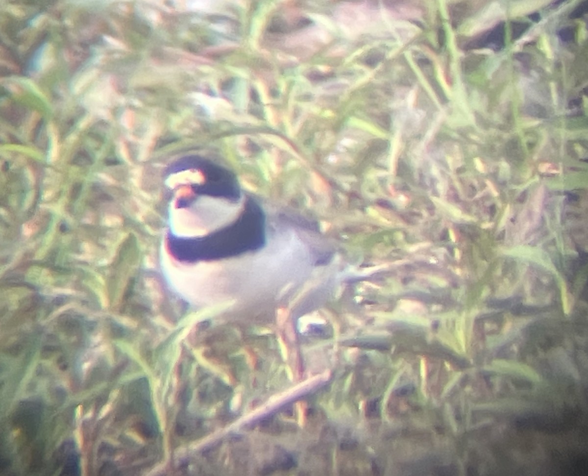 Semipalmated Plover - ML639904750