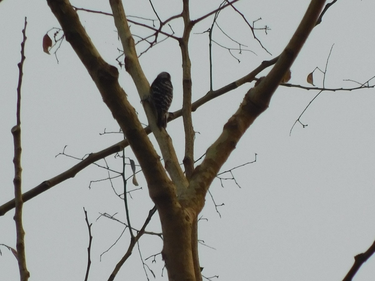 小啄木 - ML639904798