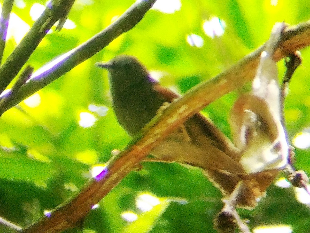 Chestnut-winged Babbler - ML639904804