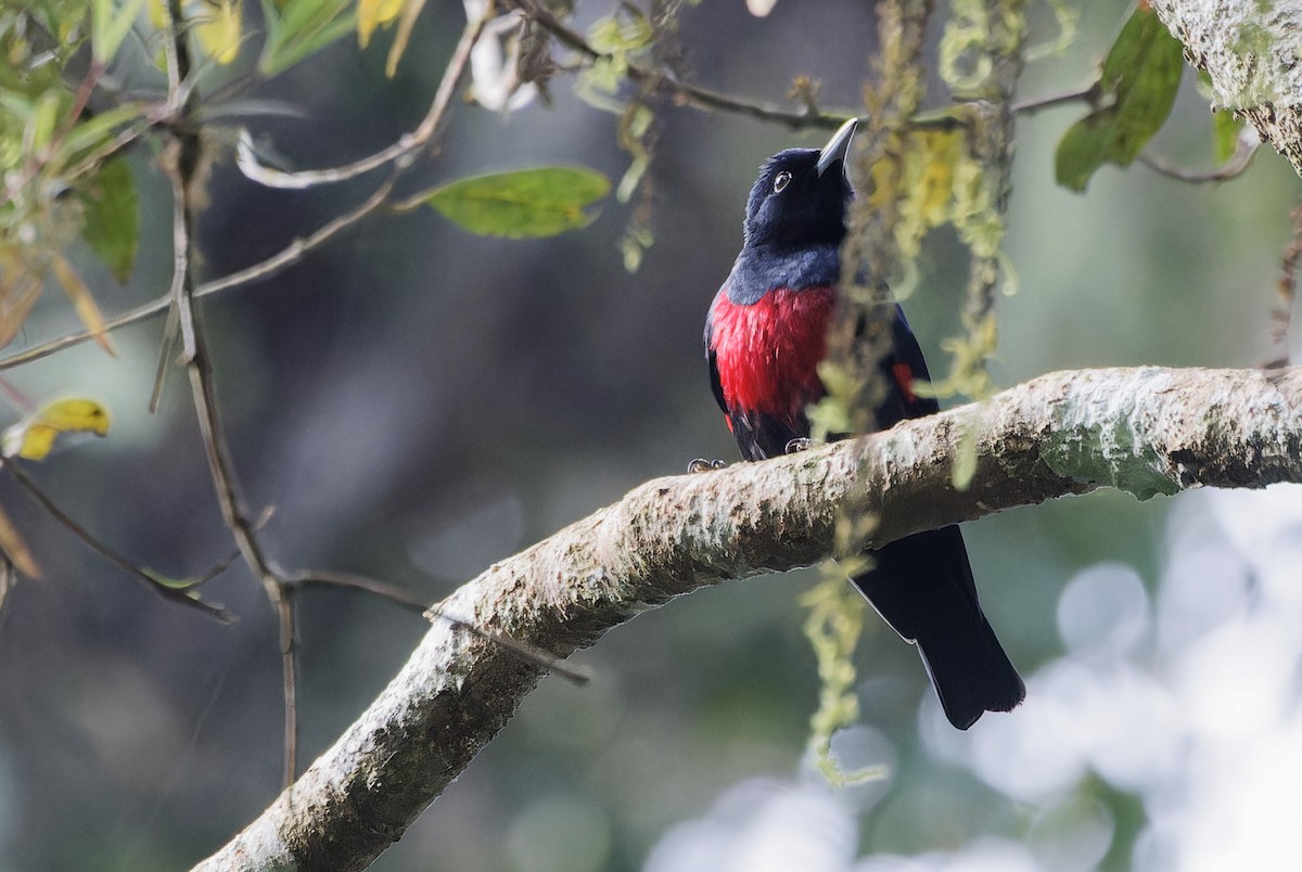 Black-and-crimson Oriole - ML639904951