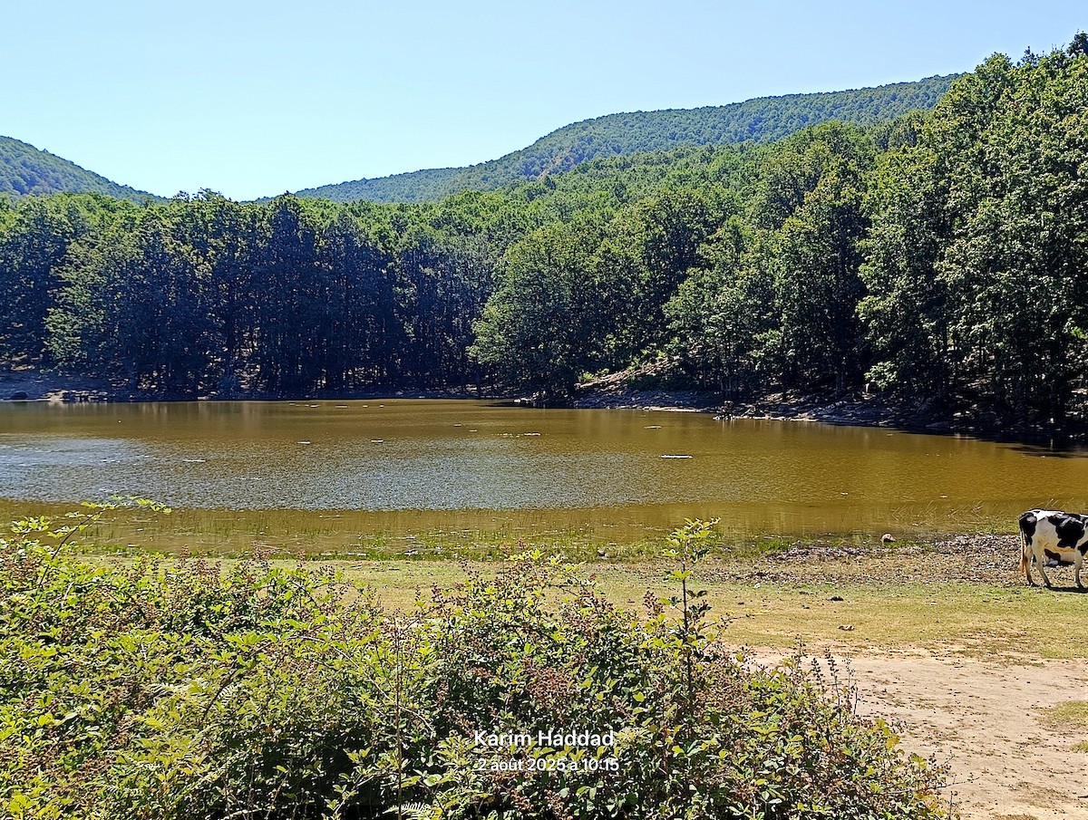null - ML639904956