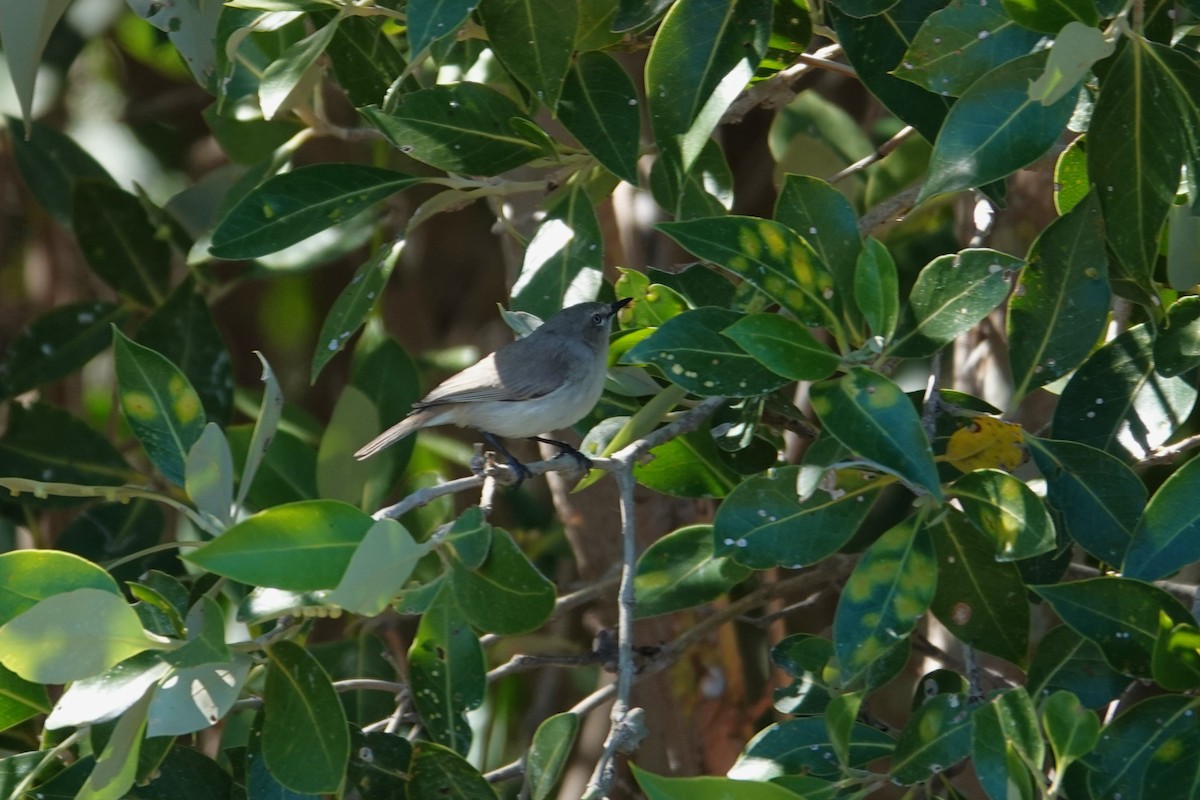 Dusky Gerygone - ML639904970