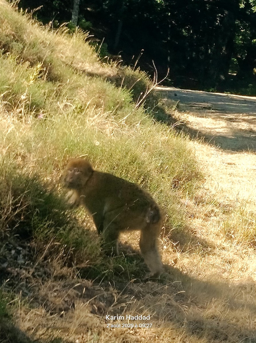 Macaque de Barbarie - ML639905012