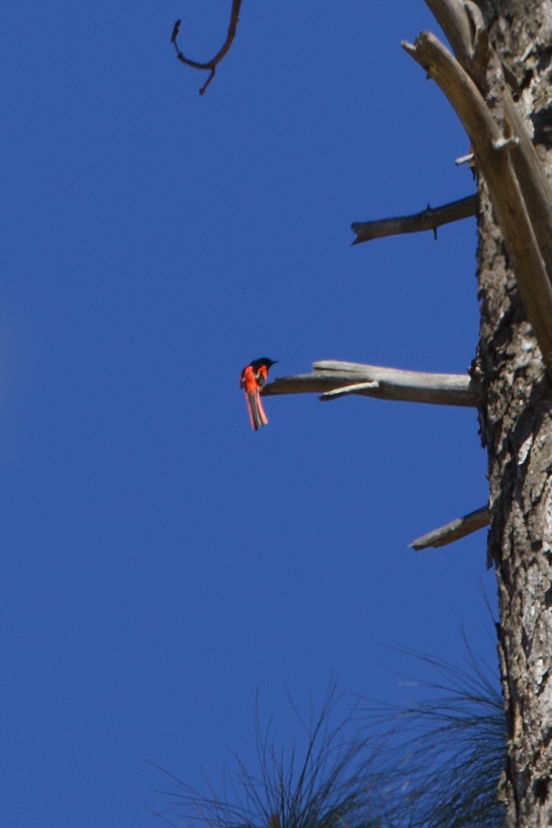 Long-tailed Minivet - ML639905018