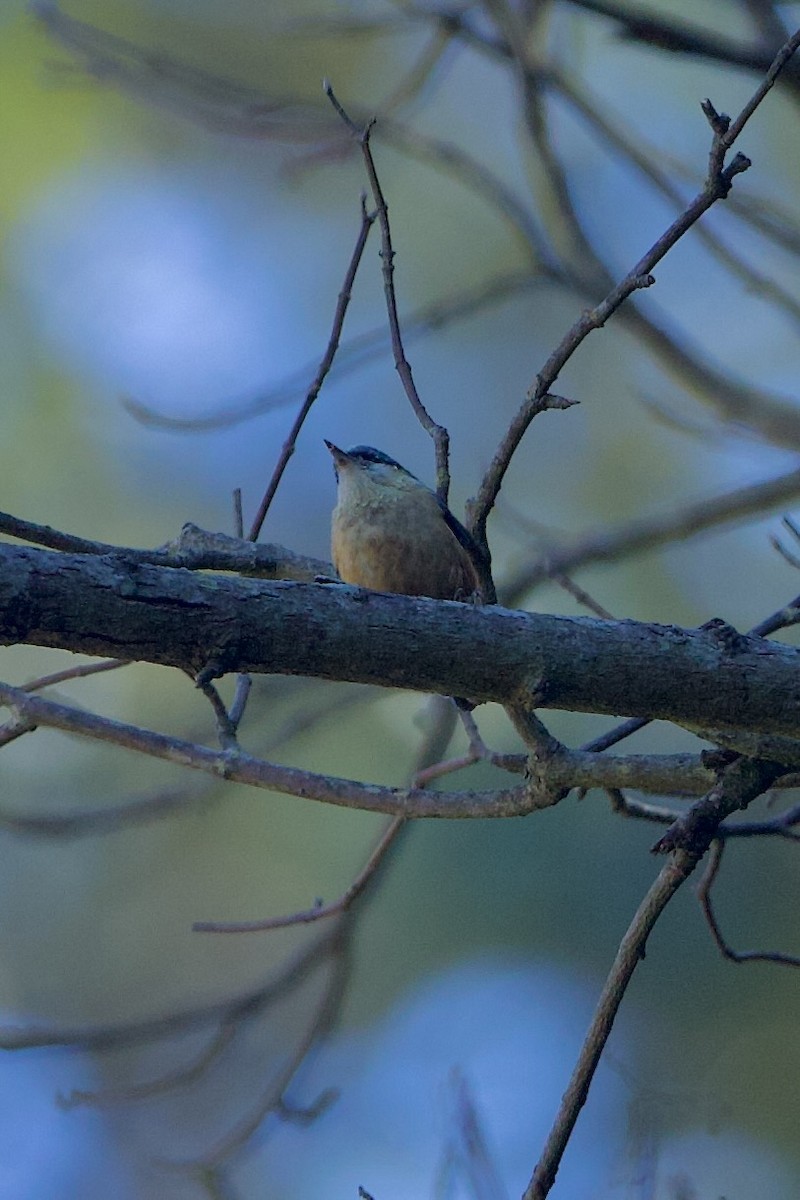 White-tailed Nuthatch - ML639905070