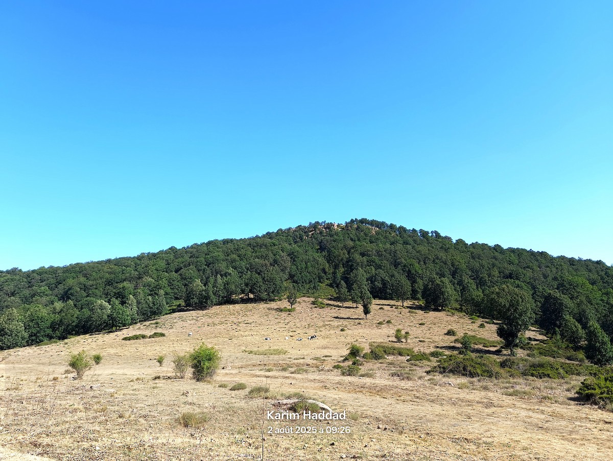null - ML639905073
