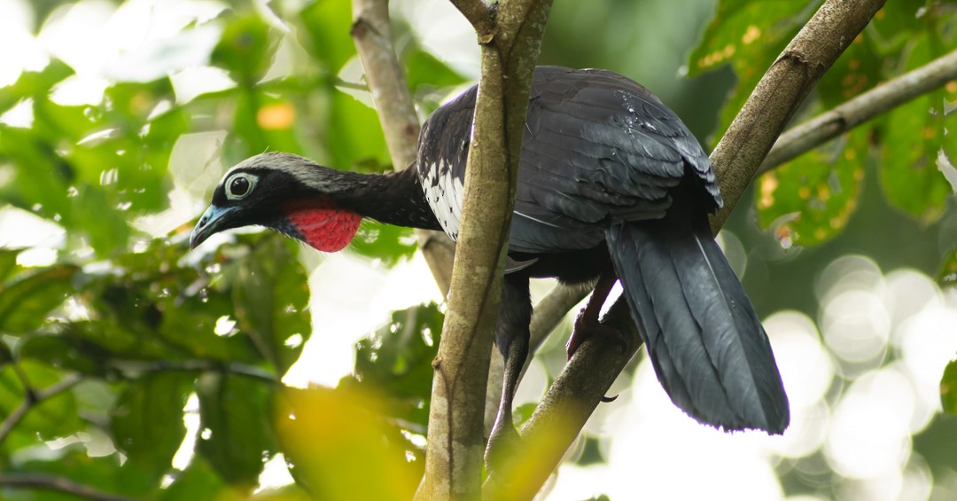 Black-fronted Piping-Guan - ML639905097