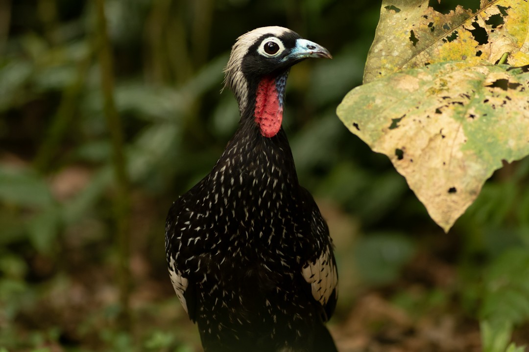 Black-fronted Piping-Guan - ML639905100