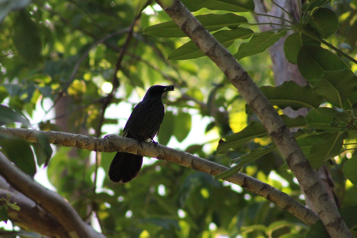 Blue Mockingbird - ML639905169