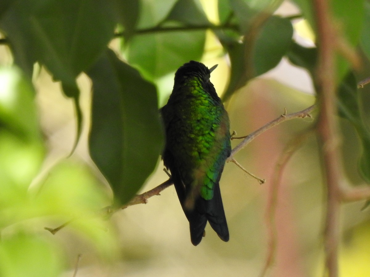 Western Emerald - ML639905236