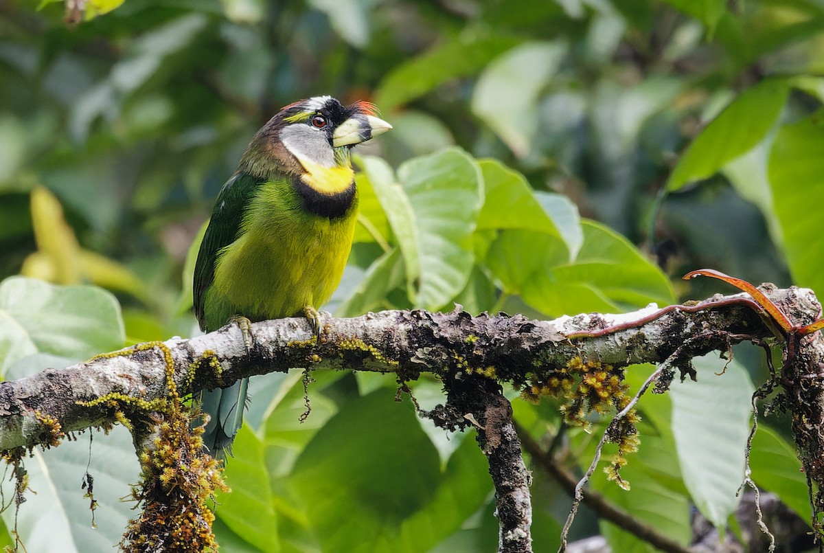 Fire-tufted Barbet - ML639905239