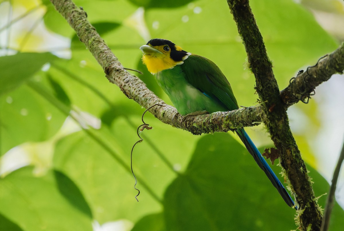 Long-tailed Broadbill - ML639905247