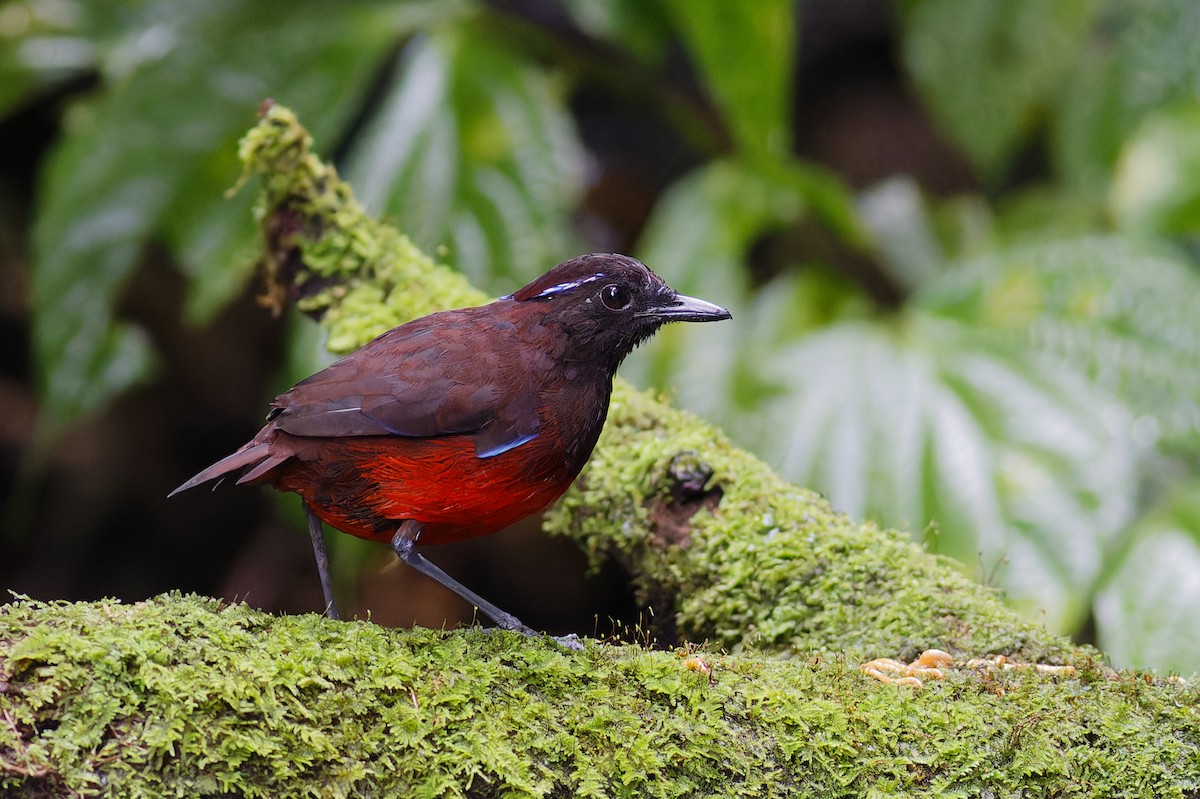 Graceful Pitta - ML639905256