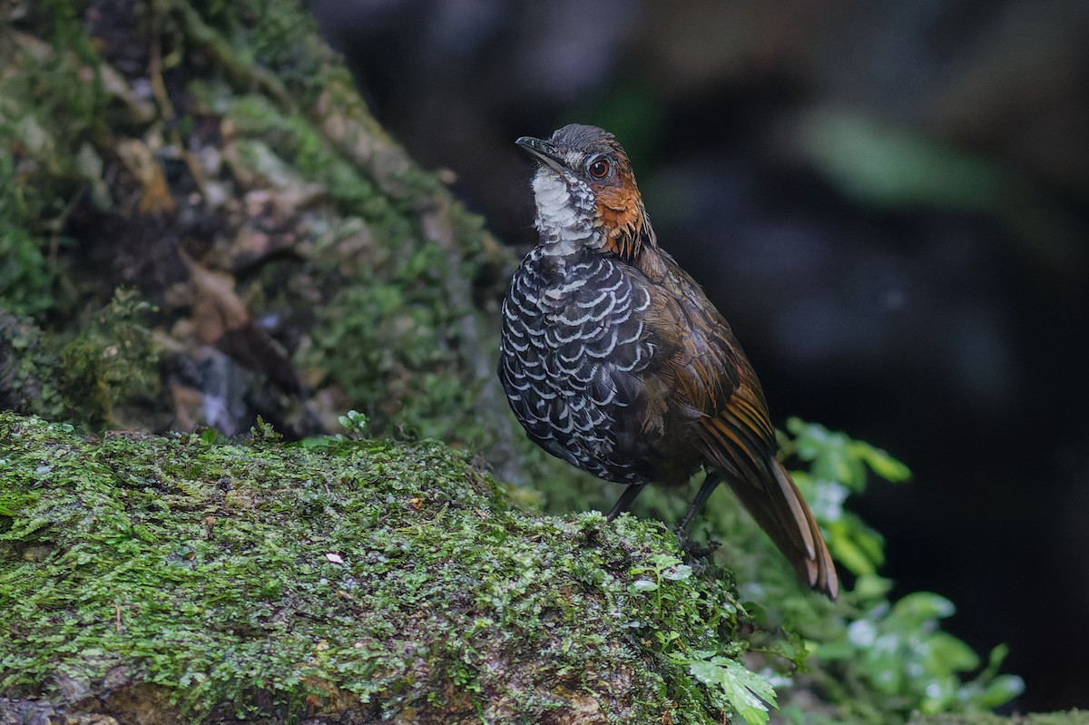 Marbled Wren-Babbler - ML639905283