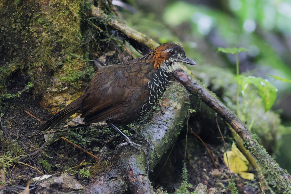 Marbled Wren-Babbler - ML639905284