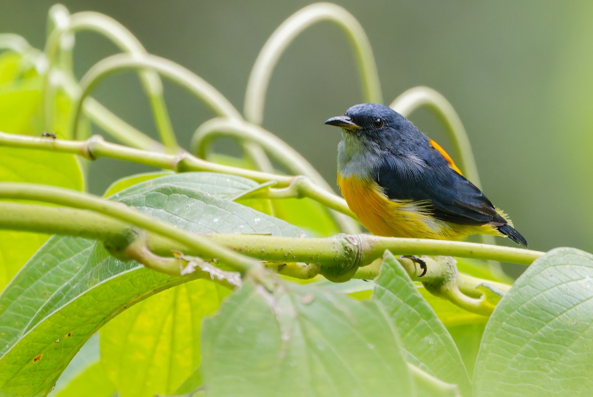 Orange-bellied Flowerpecker (Orange-bellied) - ML639905296