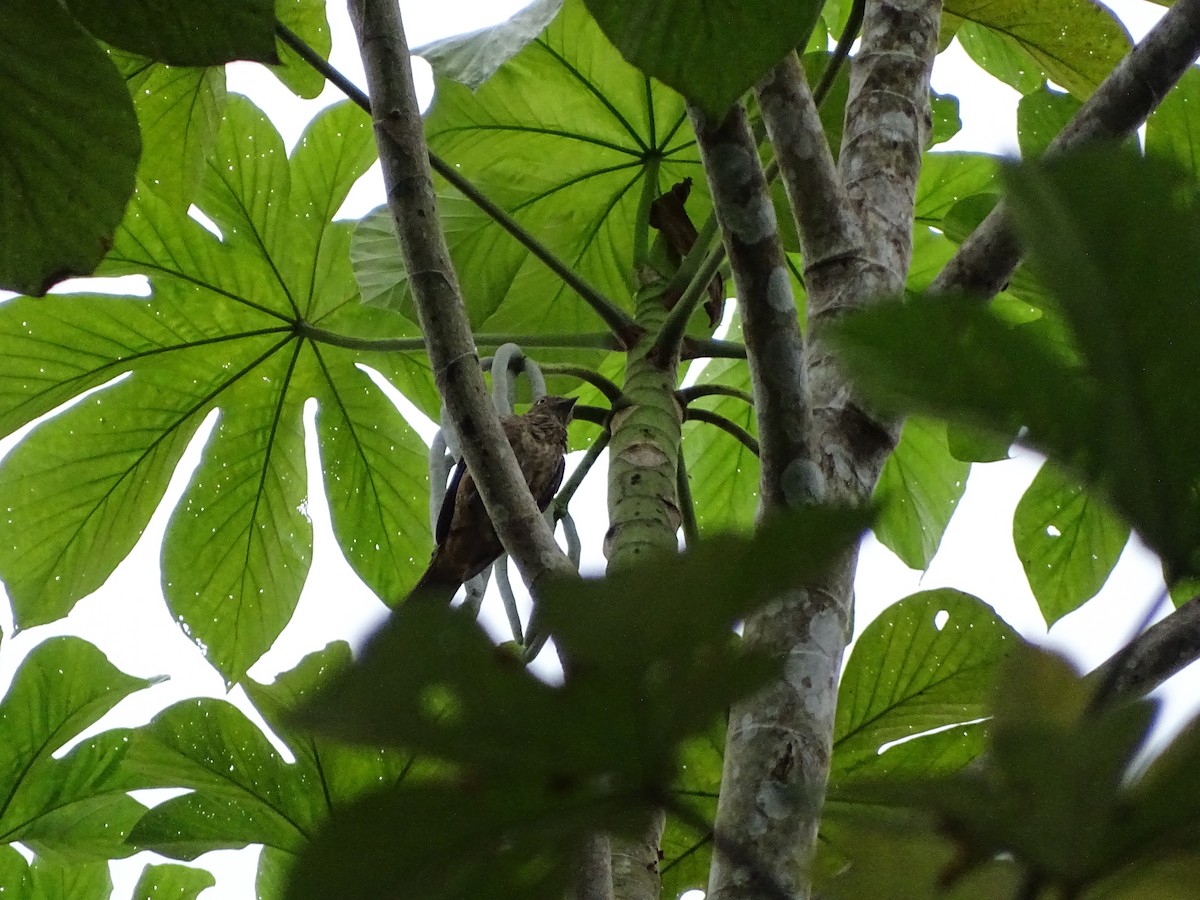 Plum-throated Cotinga - ML639905305