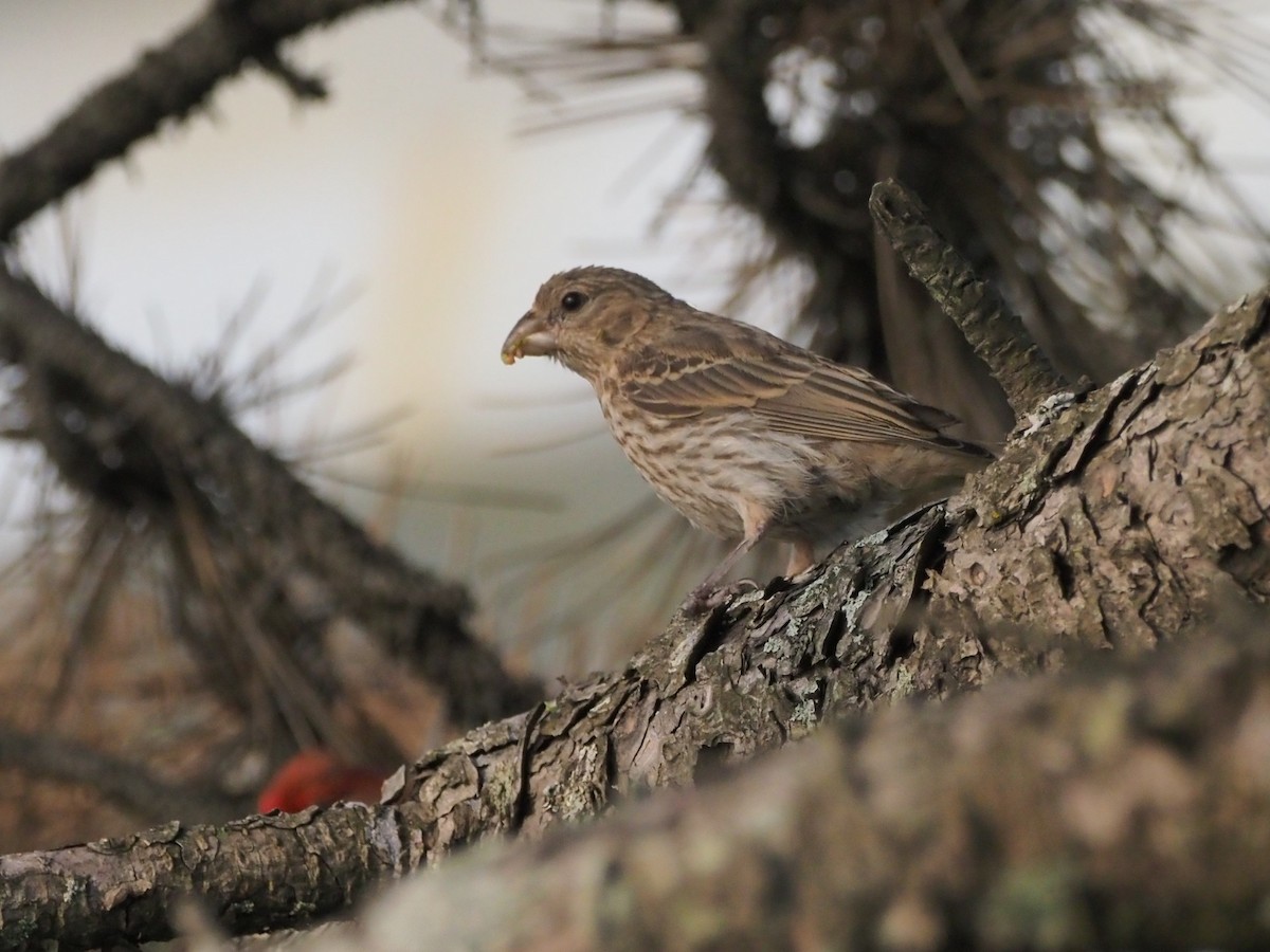 House Finch - ML639905306