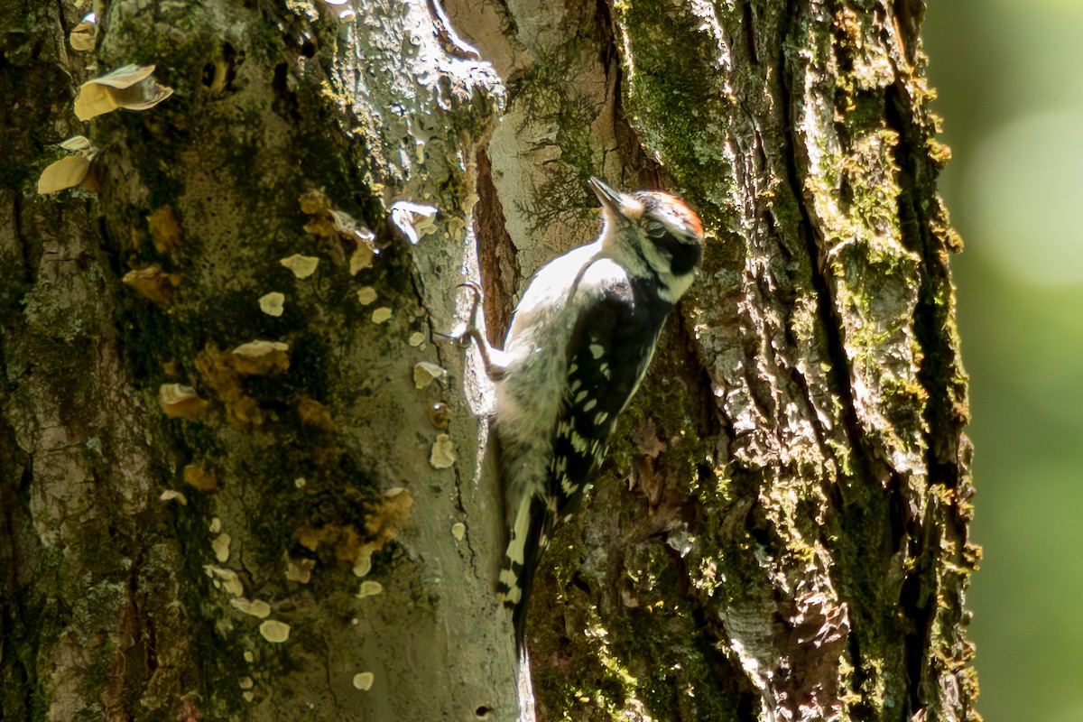 Downy Woodpecker - ML639905309