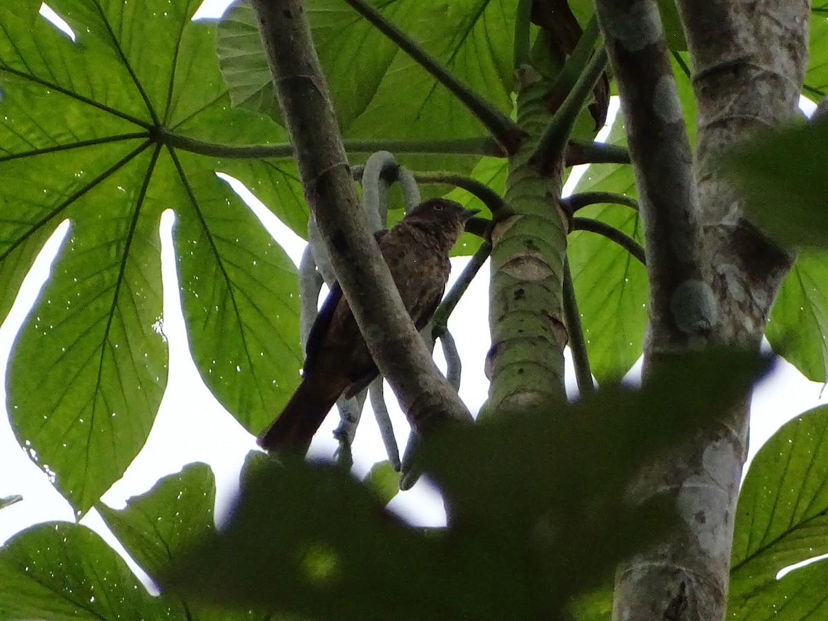Plum-throated Cotinga - ML639905310