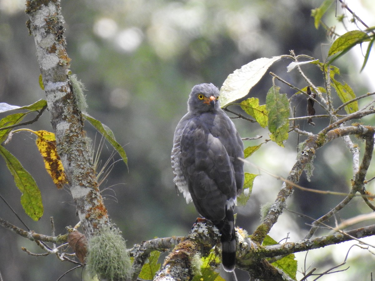 Roadside Hawk - ML639905322