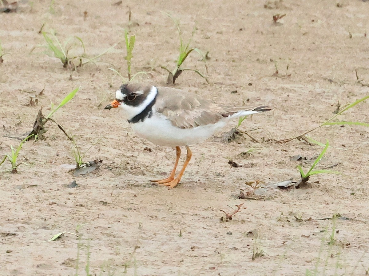 Semipalmated Plover - ML639905326