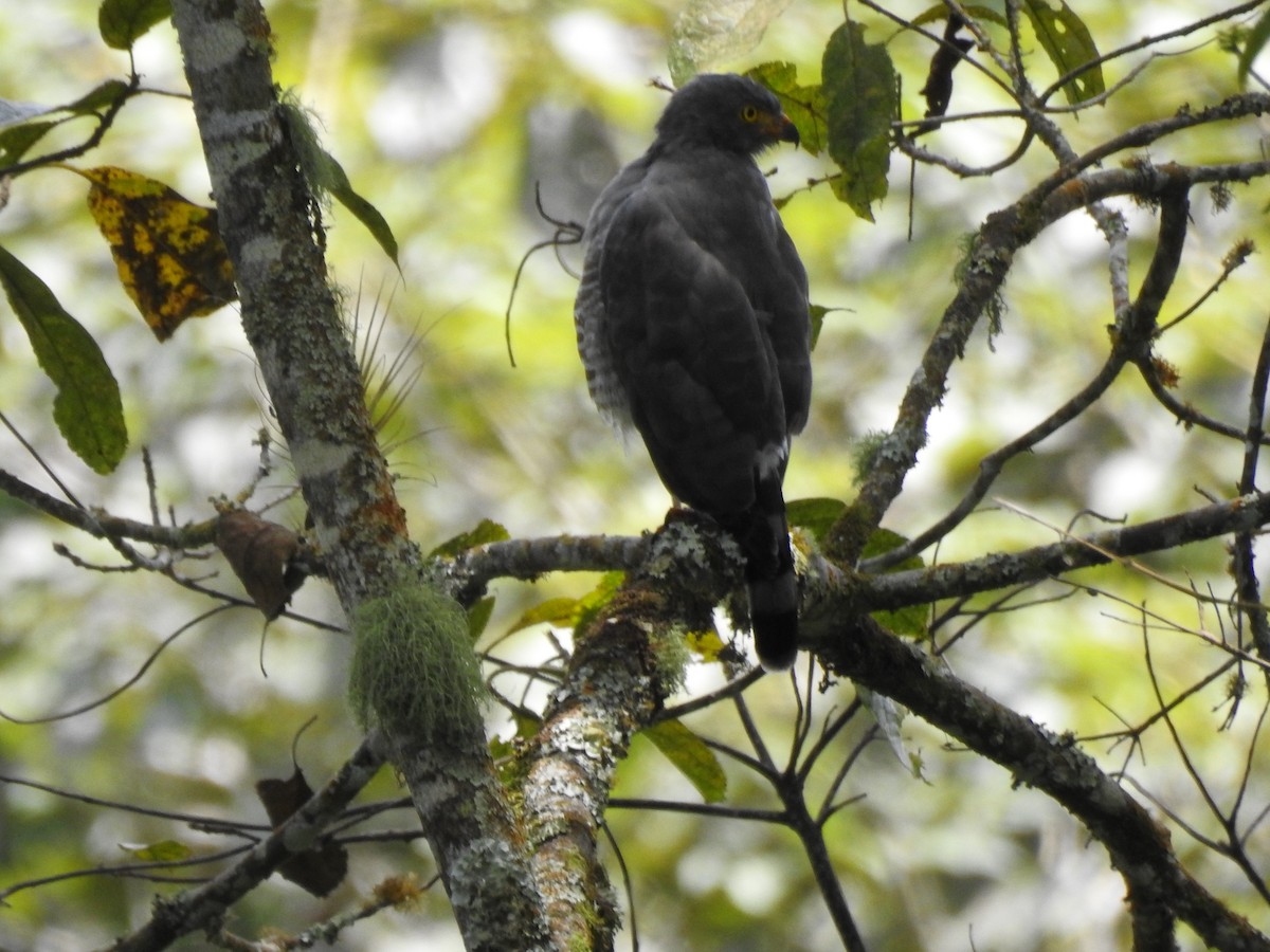Roadside Hawk - ML639905330